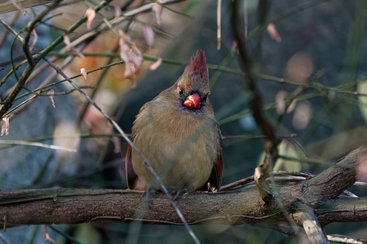 Northern Cardinal - ML626792035