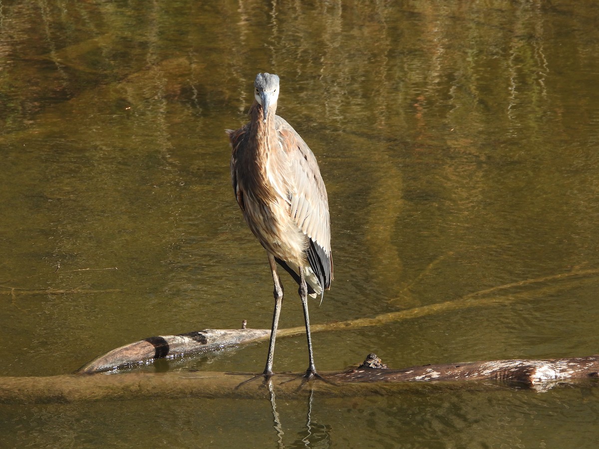 Great Blue Heron - ML626792036