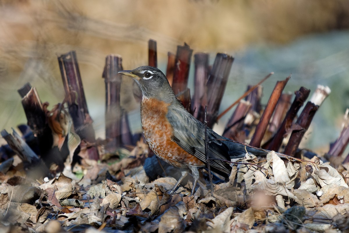 American Robin - ML626792038