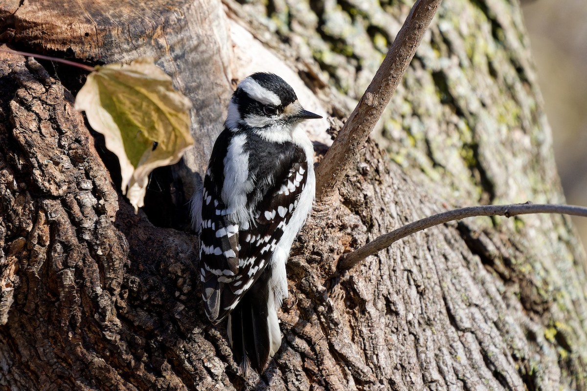 Downy Woodpecker - ML626792040