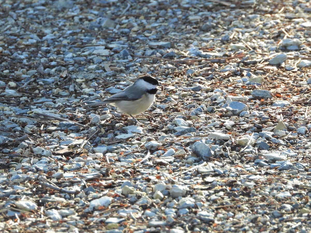 Carolina Chickadee - ML626792046