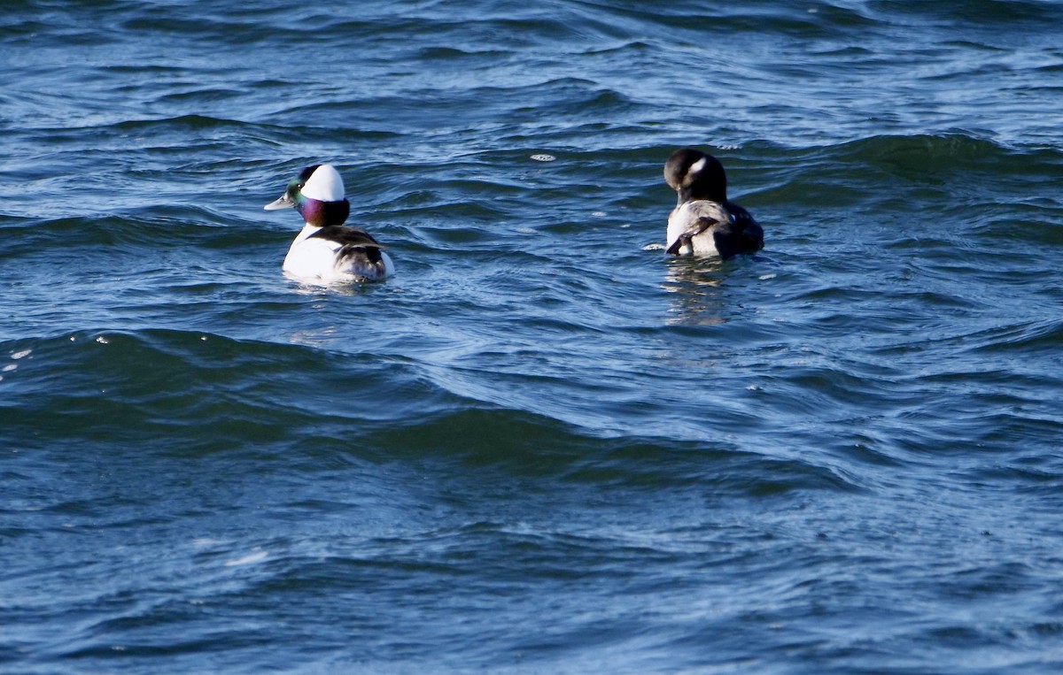 Bufflehead - ML626792047