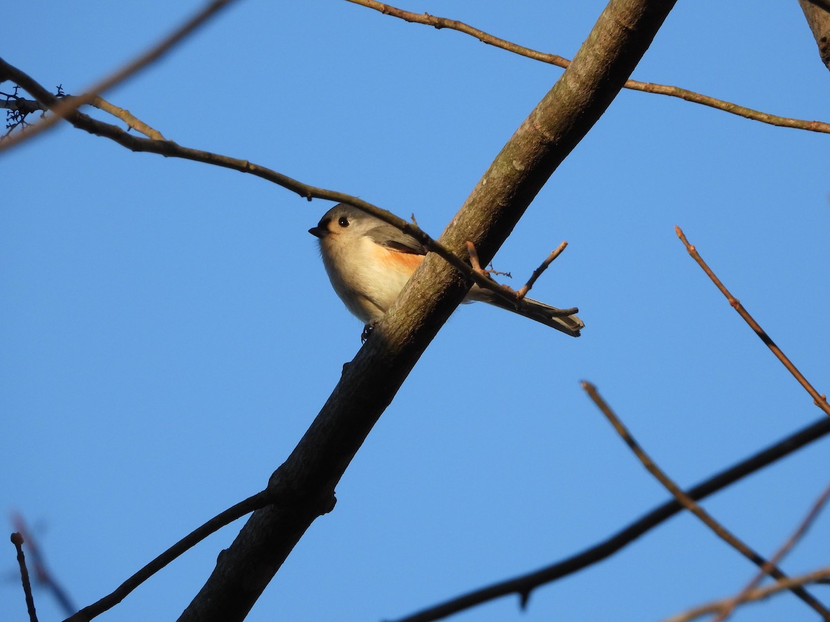 Tufted Titmouse - ML626792050