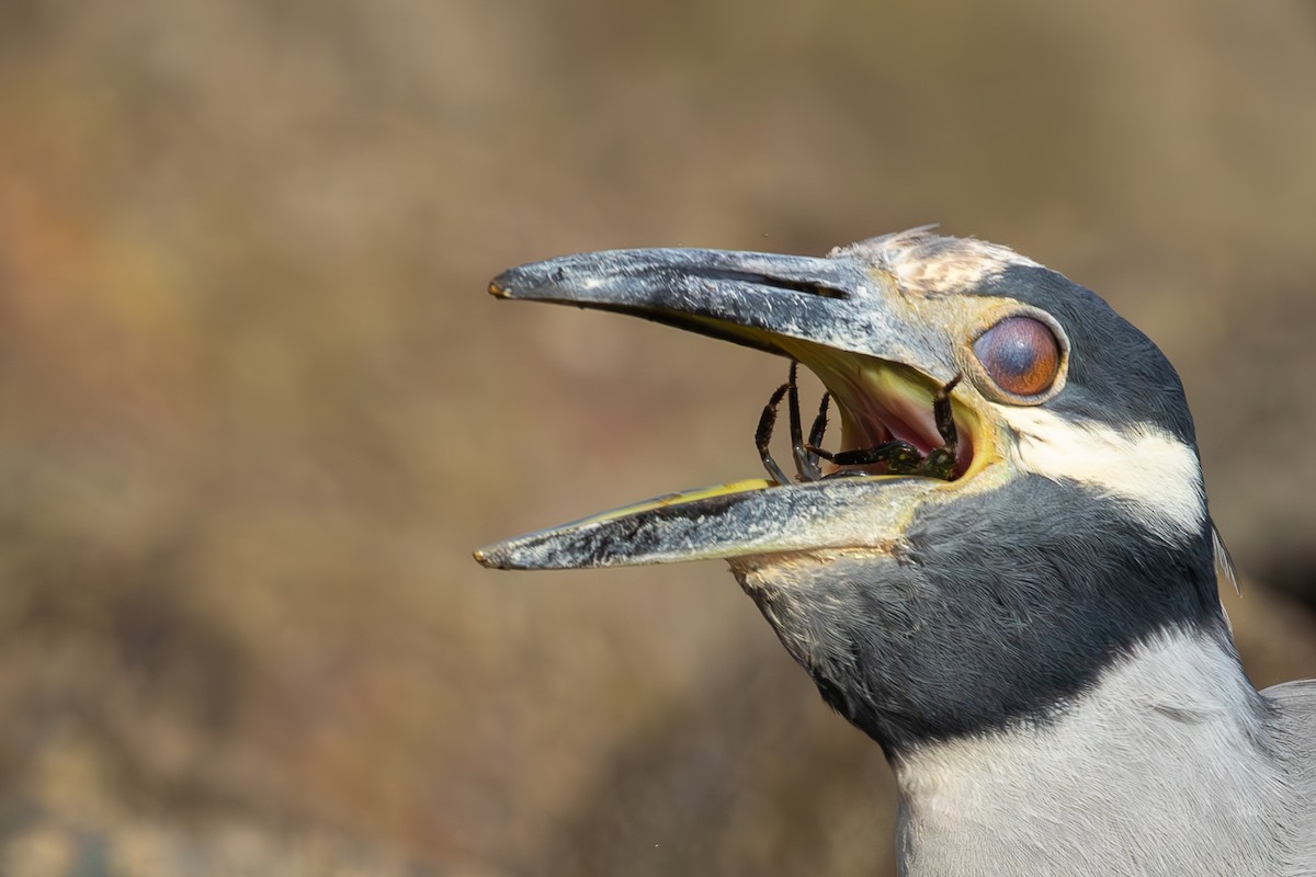 Yellow-crowned Night Heron - ML626792053