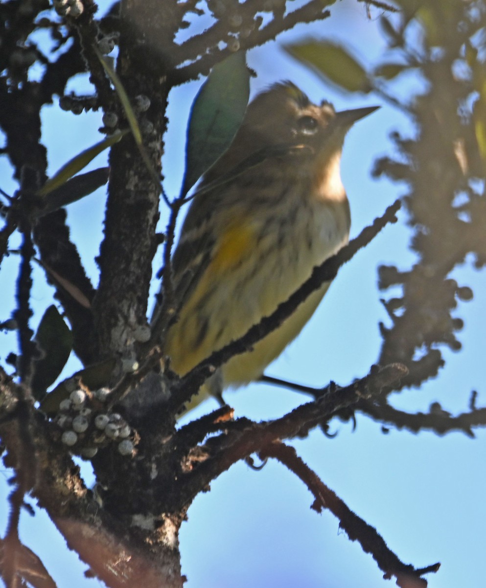 Yellow-rumped Warbler - ML626792055