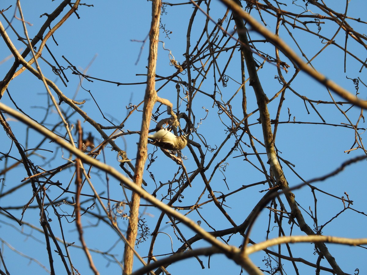 Golden-crowned Kinglet - ML626792060