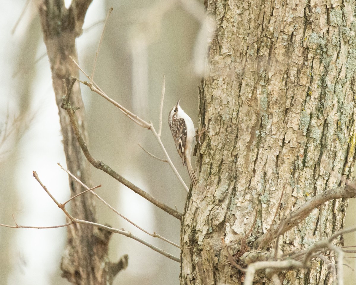 Brown Creeper - ML626792062