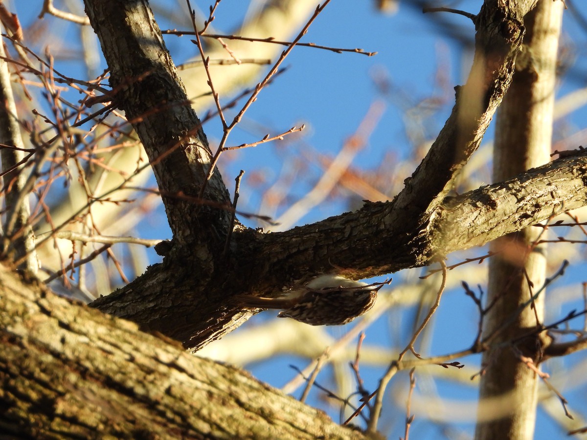 Brown Creeper - ML626792063