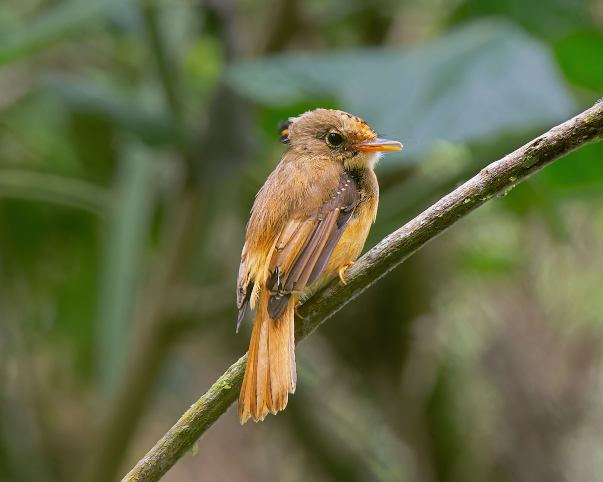 Atlantic Royal Flycatcher - ML626792159