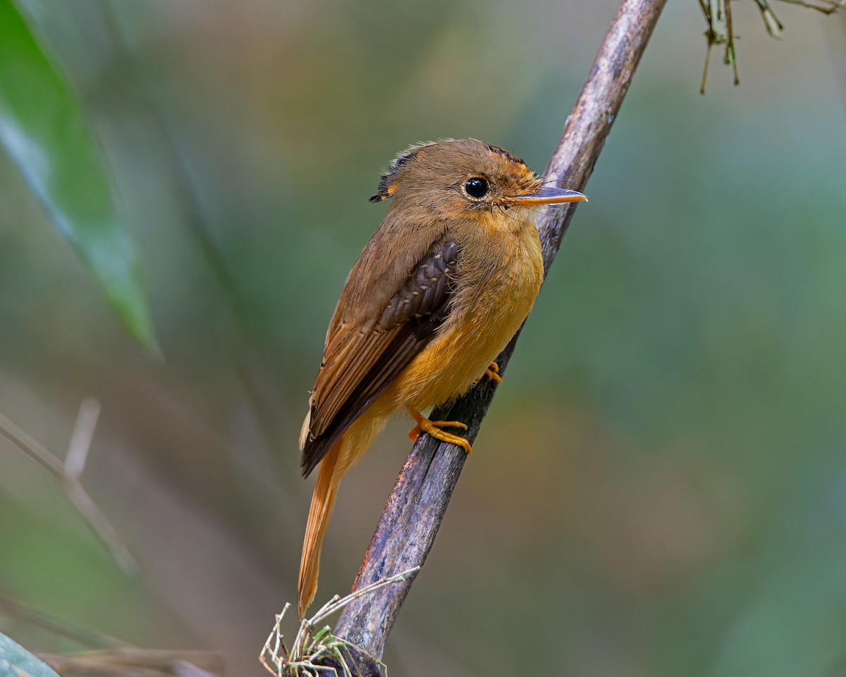 Atlantic Royal Flycatcher - ML626792160