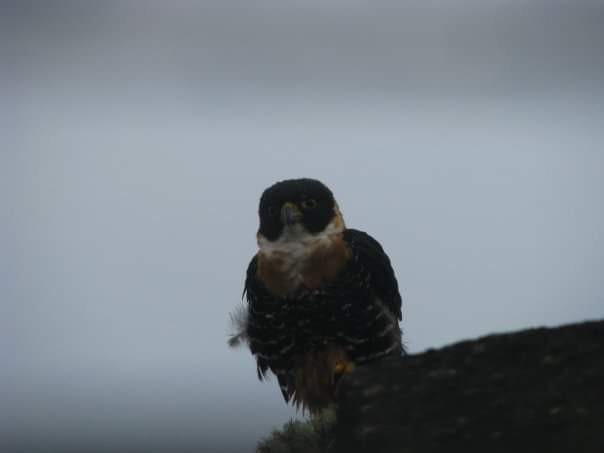 Orange-breasted Falcon - ML626792232