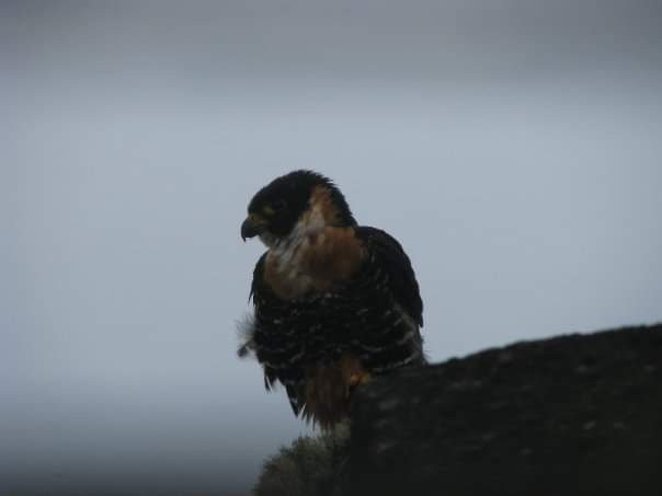 Orange-breasted Falcon - ML626792233