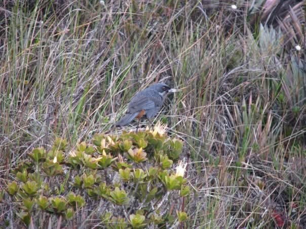 Greater Flowerpiercer - ML626792256