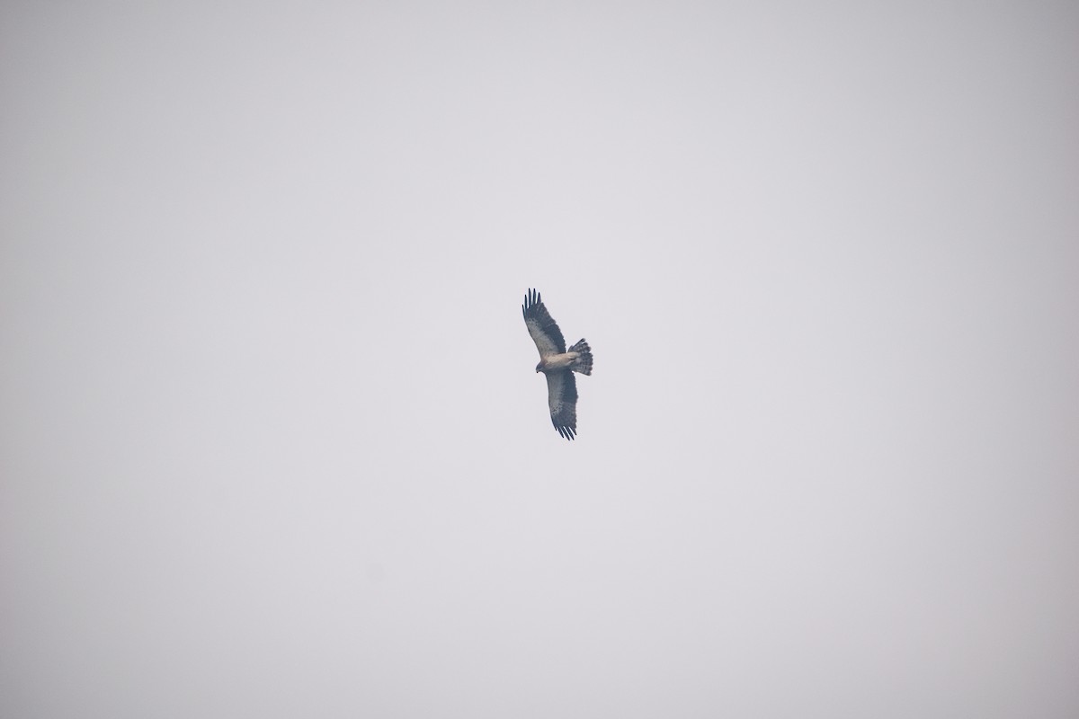 Booted Eagle - ML626792354