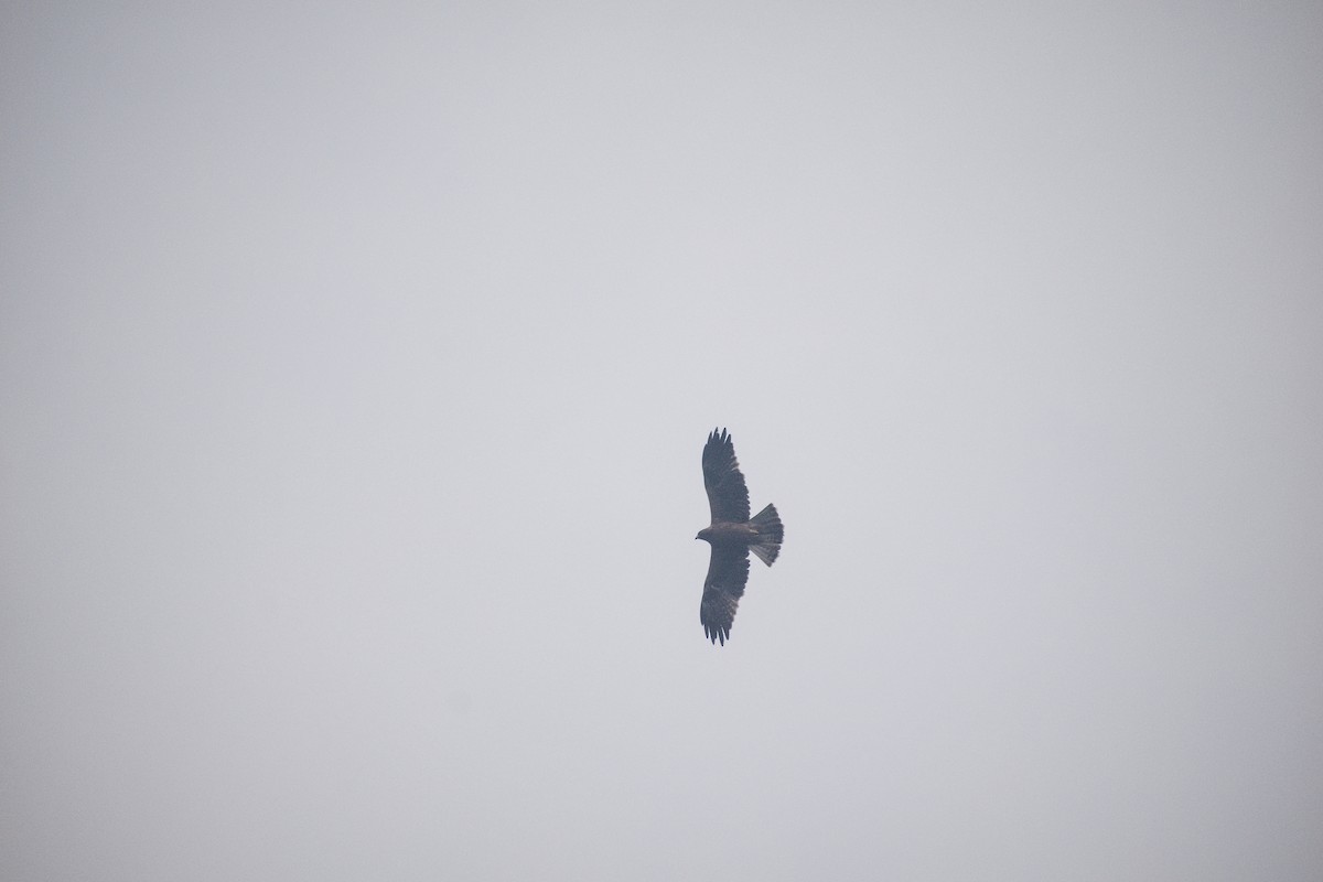 Booted Eagle - ML626792355