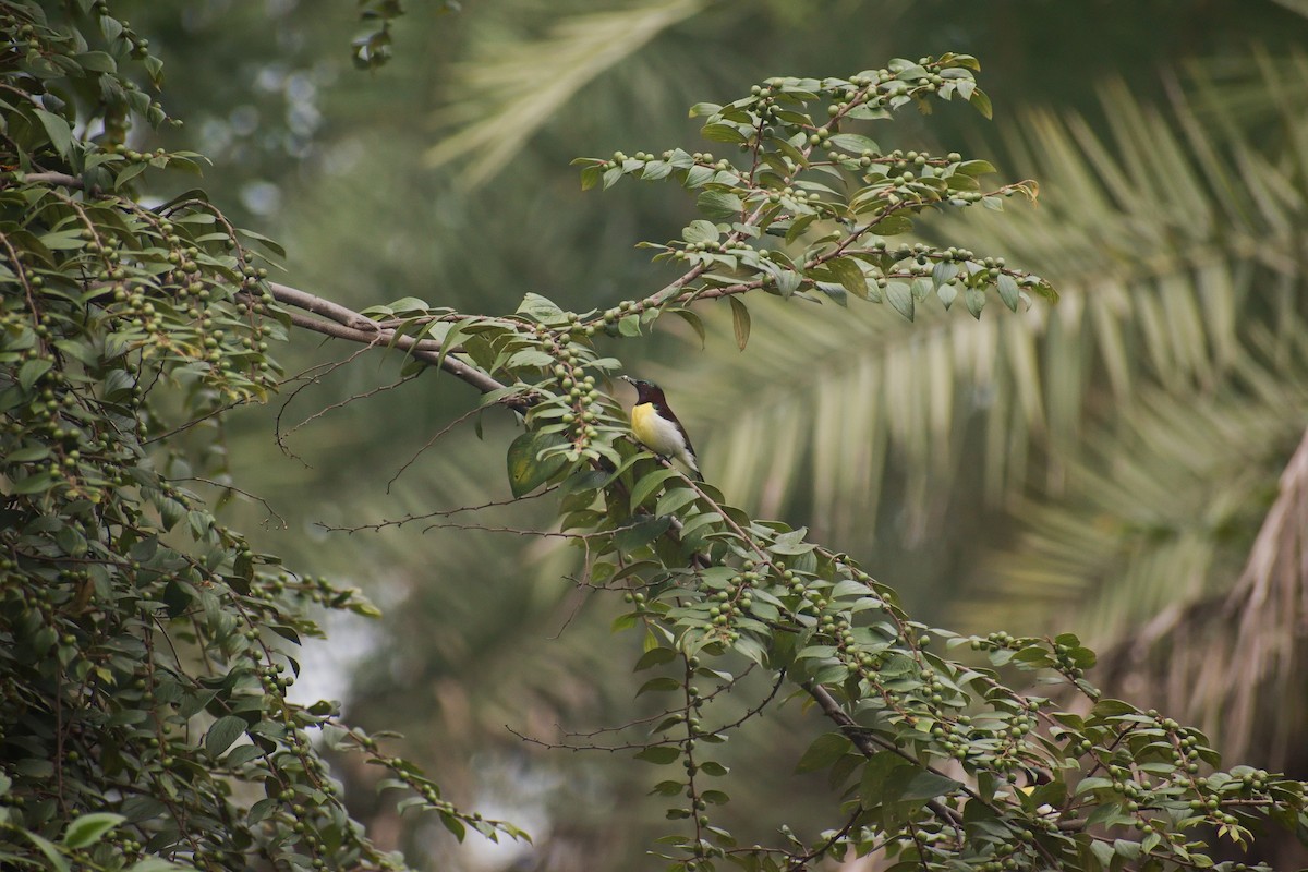 Purple-rumped Sunbird - ML626792363