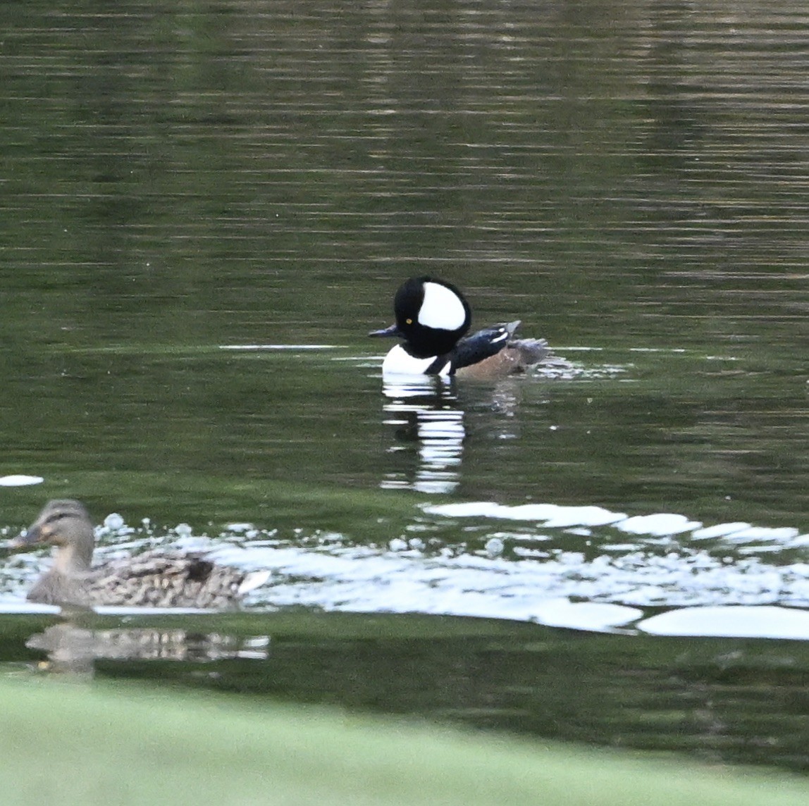 Hooded Merganser - ML626792643