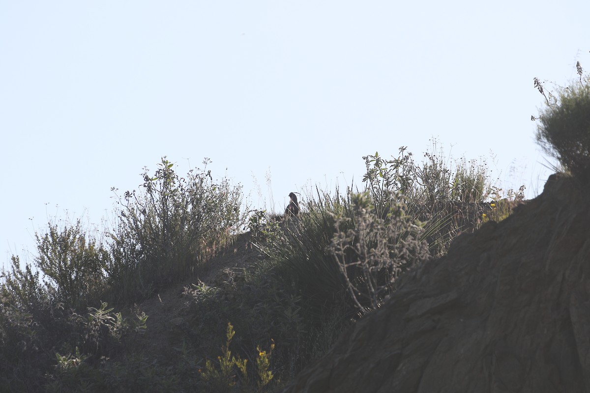 Mountain Quail - ML626792647