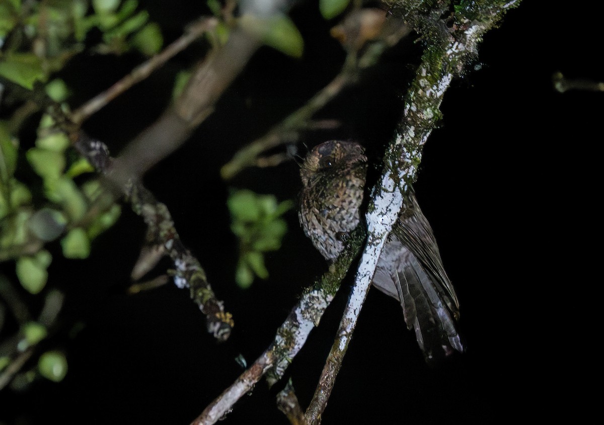 Mountain Owlet-nightjar - ML626792723