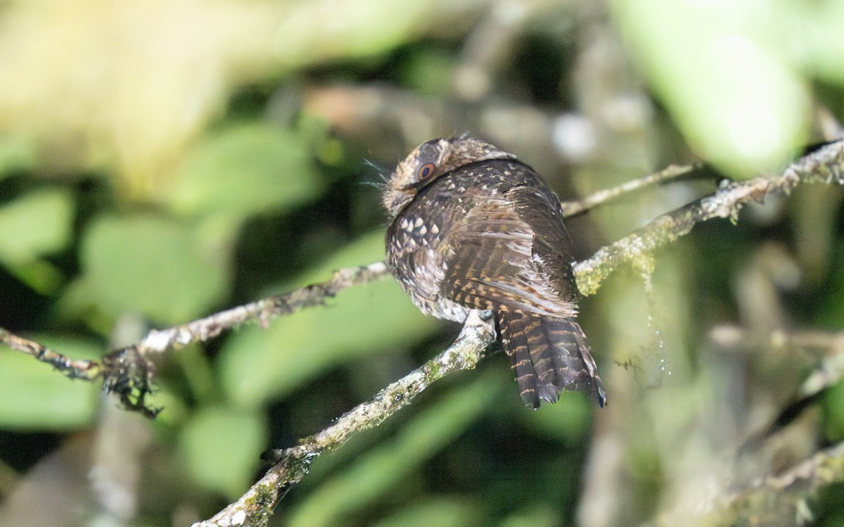 Mountain Owlet-nightjar - ML626792724