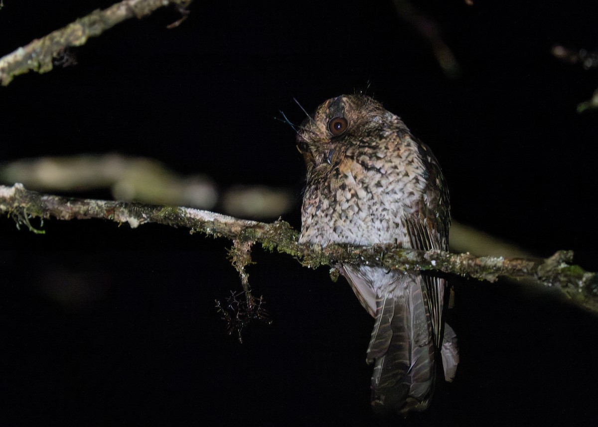 Mountain Owlet-nightjar - ML626792725