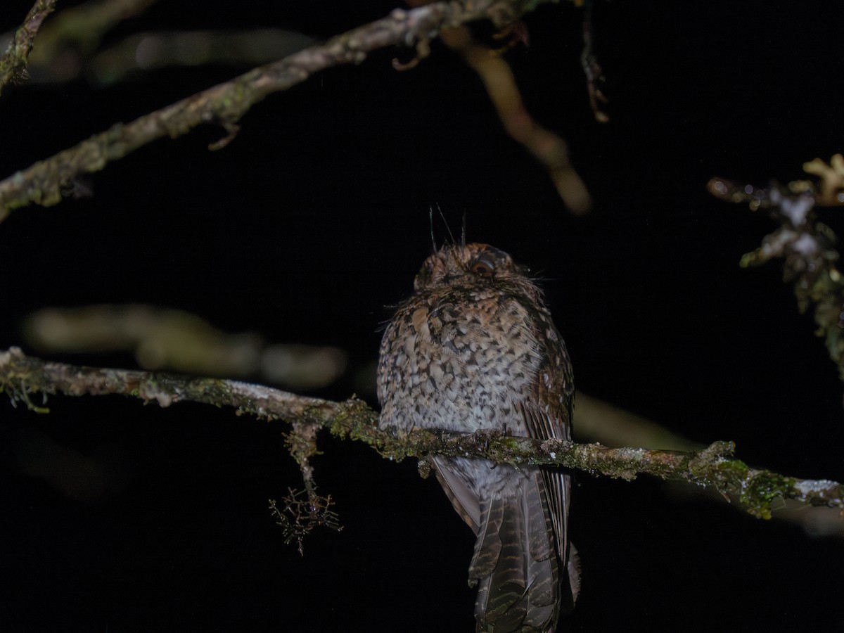 Mountain Owlet-nightjar - ML626792727