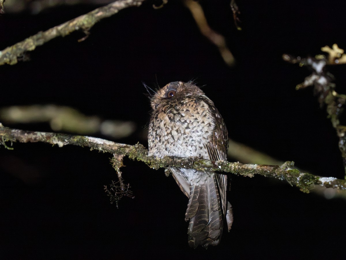 Mountain Owlet-nightjar - ML626792729