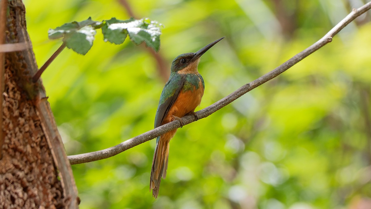 Rufous-tailed Jacamar - ML626792742