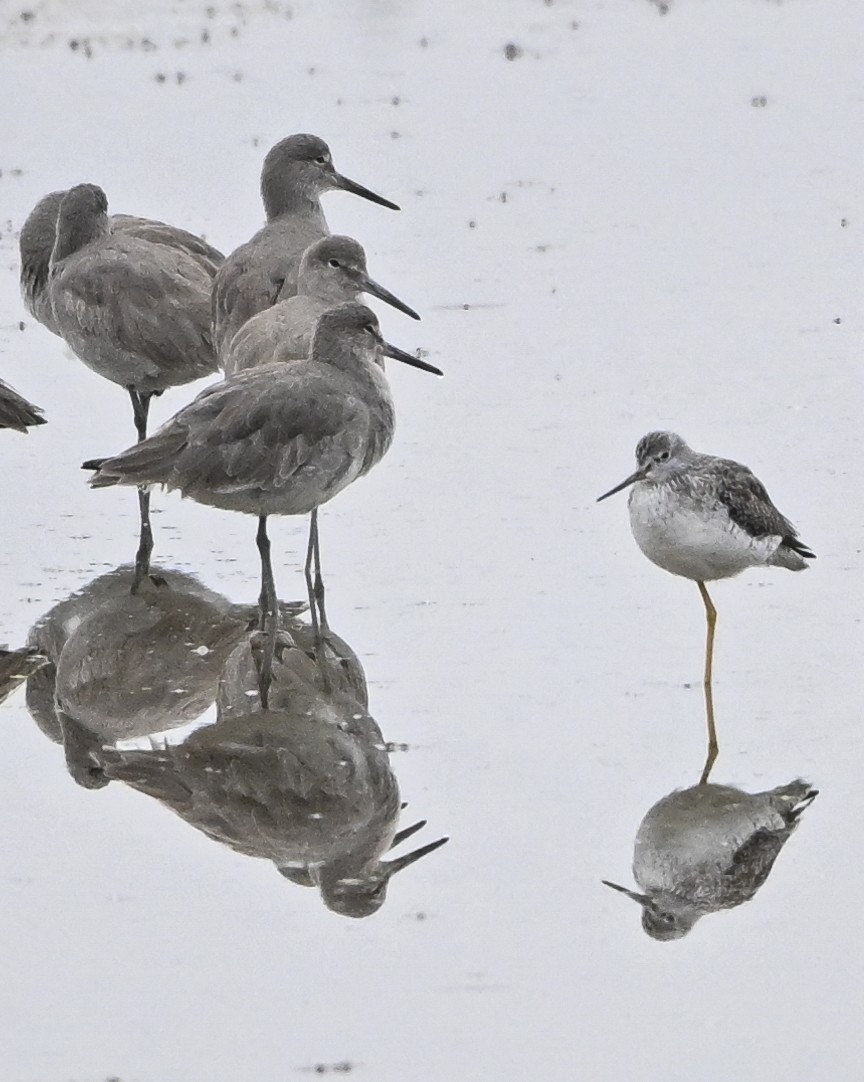 Lesser Yellowlegs - ML626792862