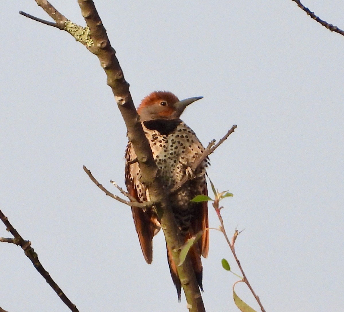 Guatemalan Flicker - ML626792863