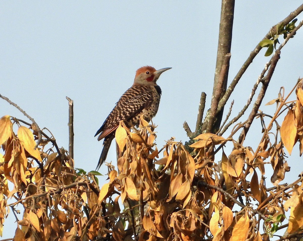 Guatemalan Flicker - ML626792864