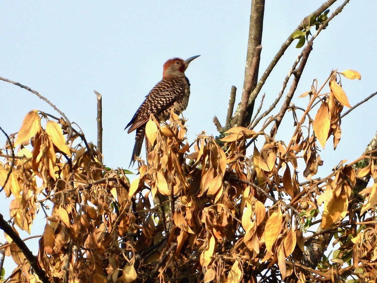 Guatemalan Flicker - ML626792865