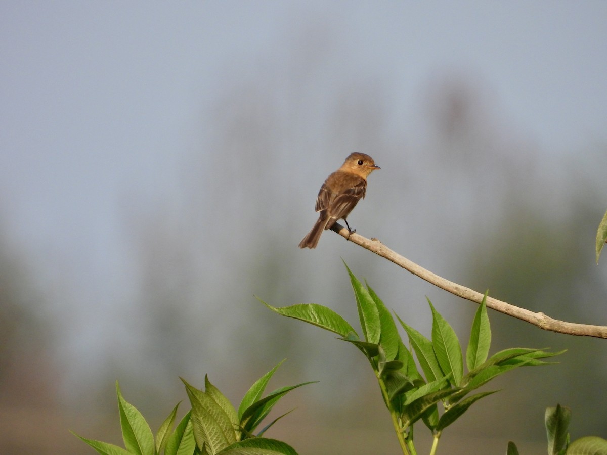 Buff-breasted Flycatcher - ML626792880