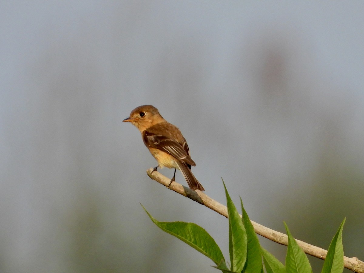 Buff-breasted Flycatcher - ML626792881