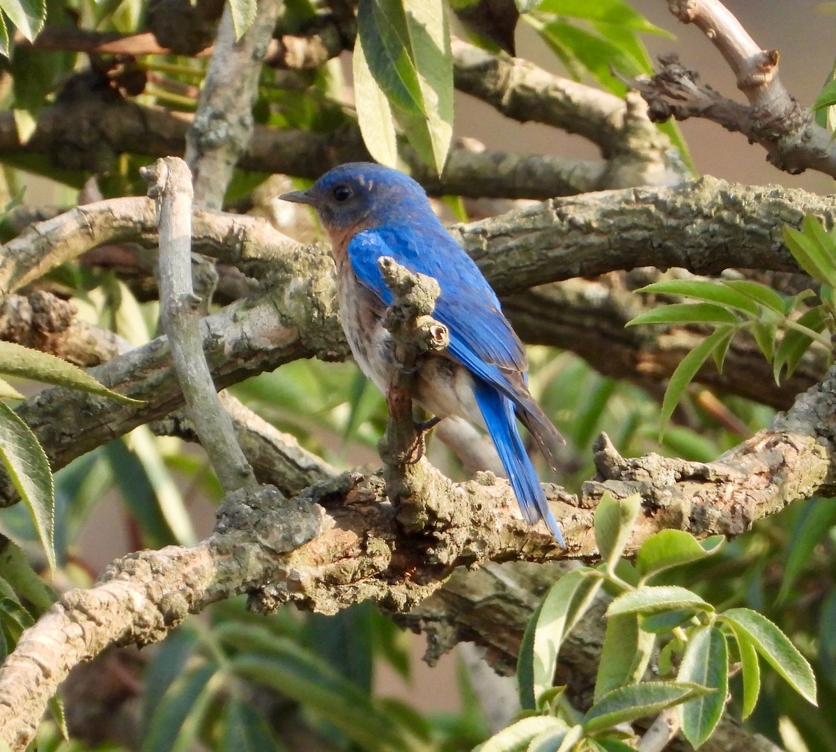 Eastern Bluebird - ML626792889