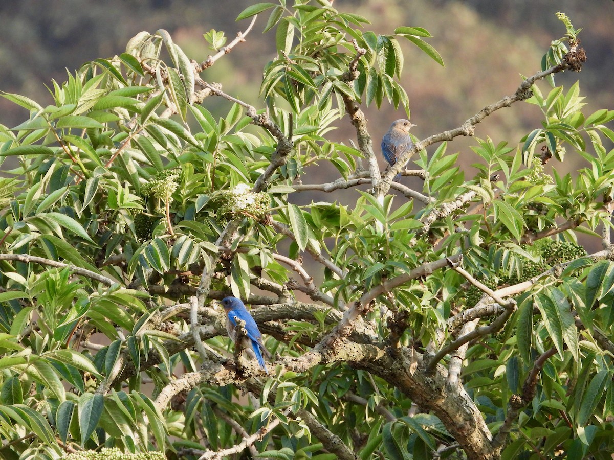 Eastern Bluebird - ML626792890