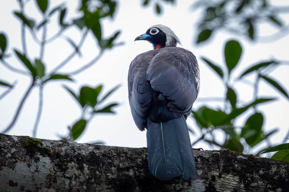 Black-fronted Piping-Guan - ML626792917