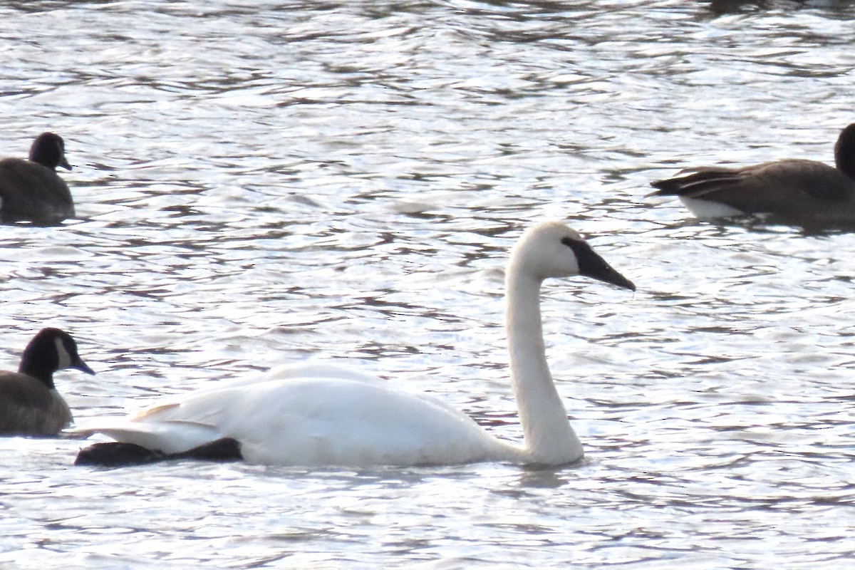 Trumpeter Swan - ML626792921