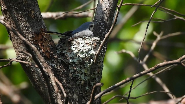 Masked Gnatcatcher - ML626792961