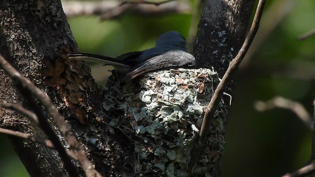Masked Gnatcatcher - ML626792963