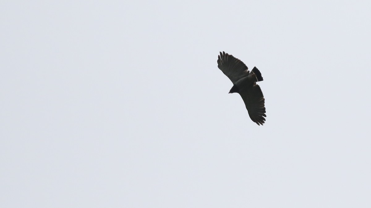 Barred Hawk - ML626793134