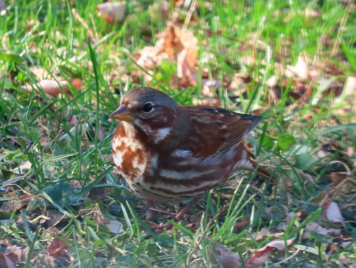 Fox Sparrow - ML626793266