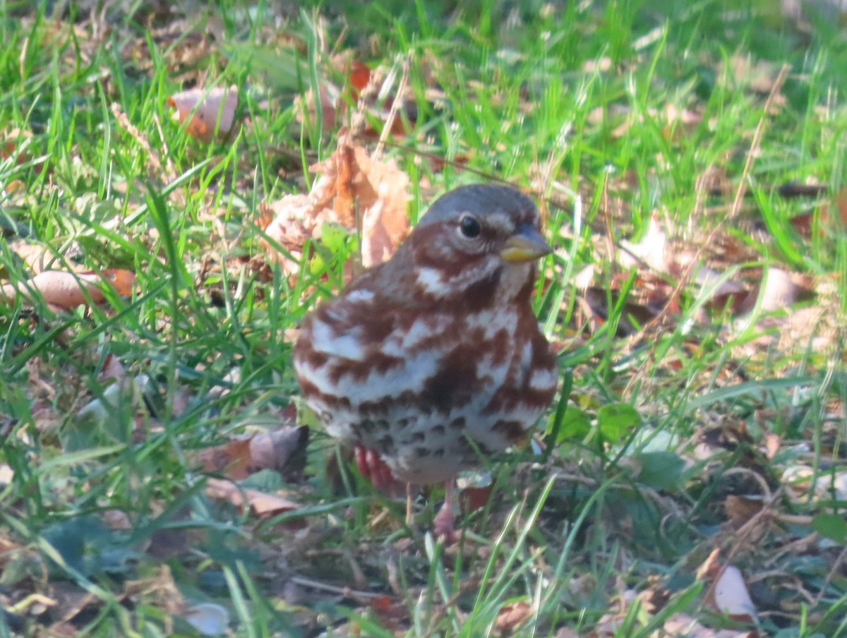 Fox Sparrow - ML626793282