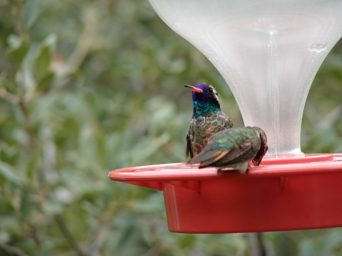 White-eared Hummingbird - ML62679331