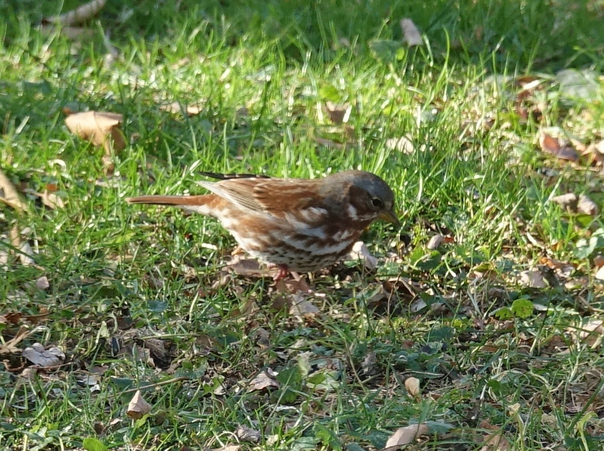 Fox Sparrow - ML626793310