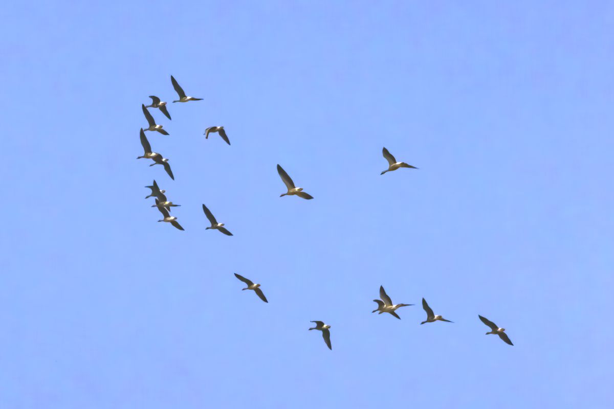 Graylag Goose - ML626793313