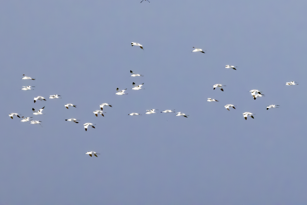 Pied Avocet - ML626793442