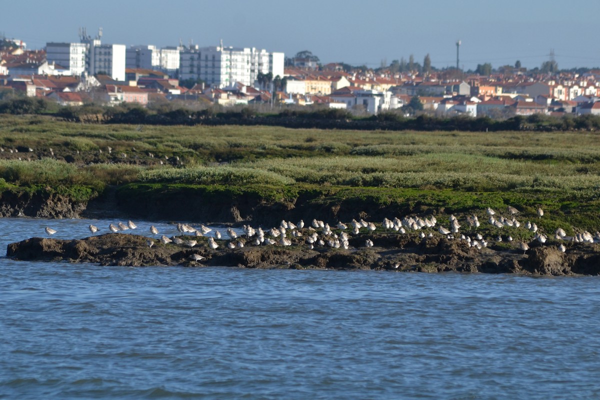 Bar-tailed Godwit - ML626793451