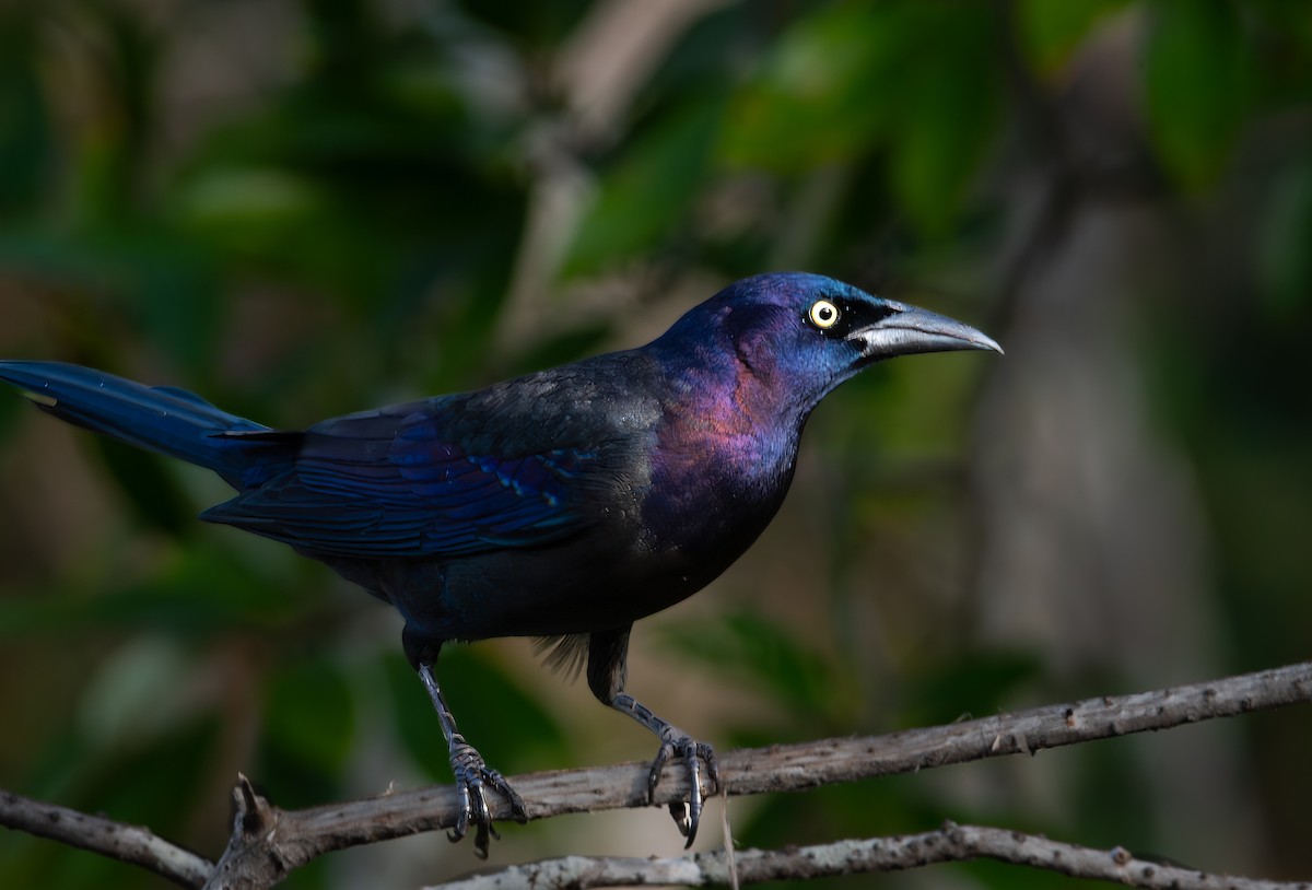 grackle sp. - ML626793454