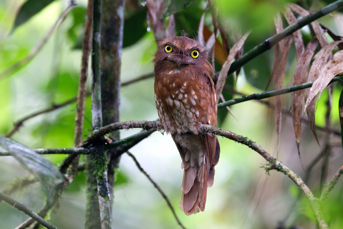 Sumatran Frogmouth - ML626793460